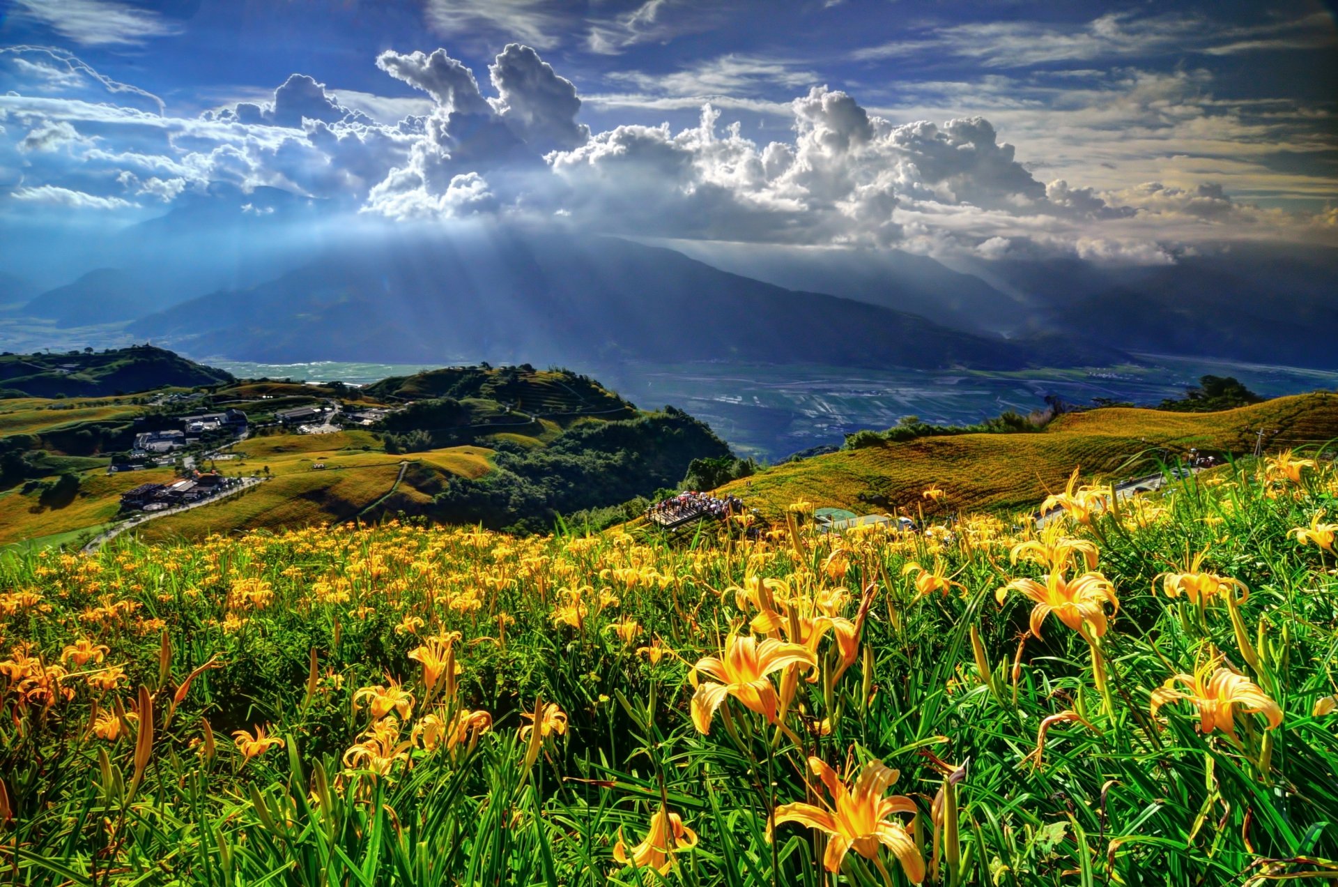 mountain odlaka light flower landscape