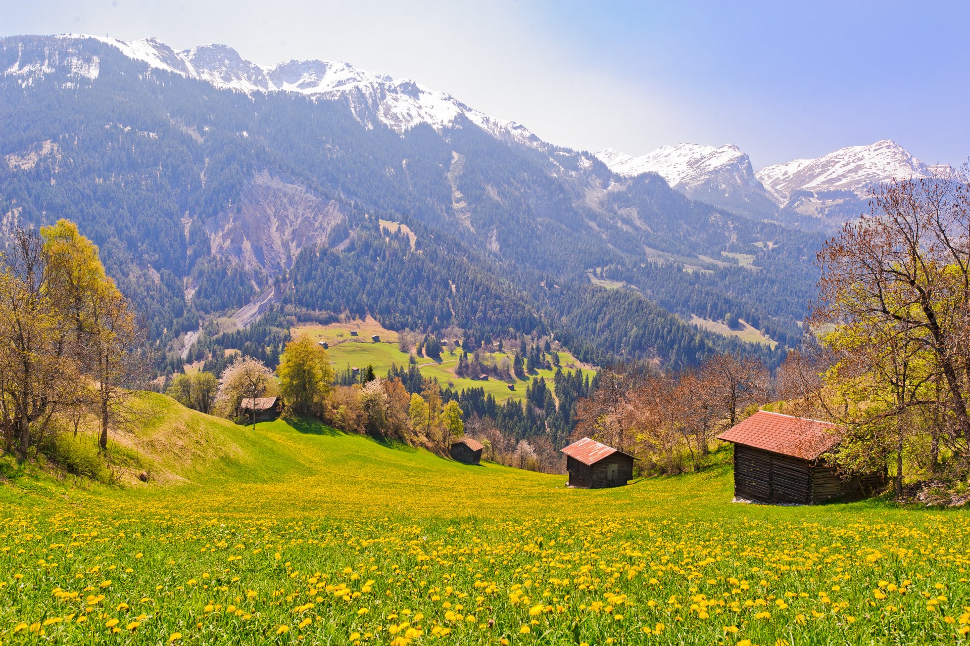 schweiz feld bäume berge hang land