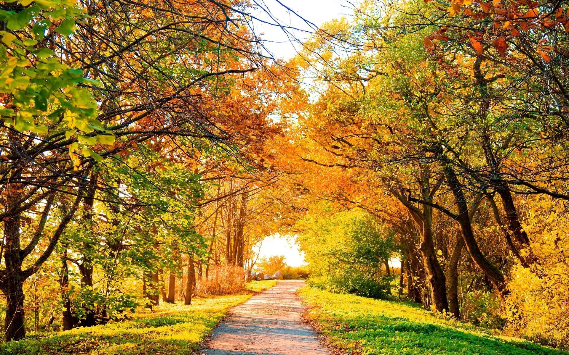 bright autumn scarlet colors autumn autumn golden