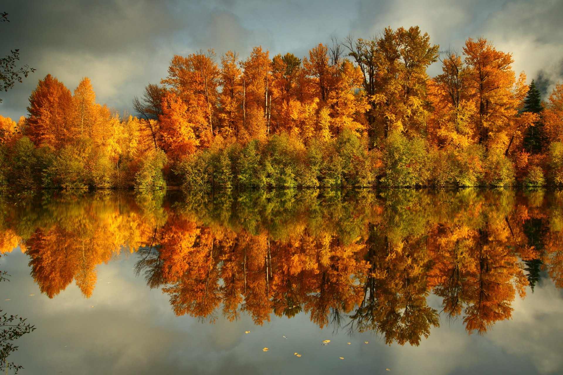 autunno acqua costa foresta alberi giallo natura foto