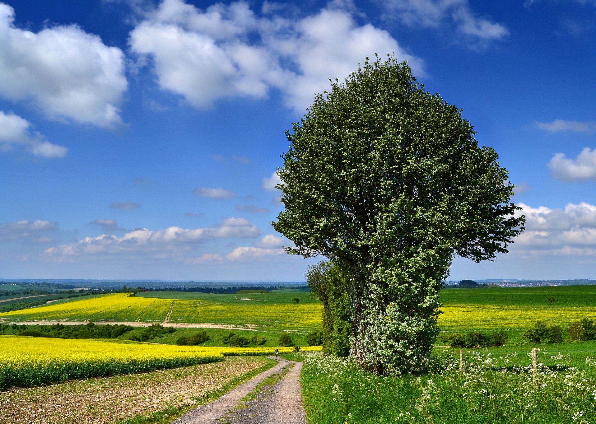 of the field rapeseed bloom tree road