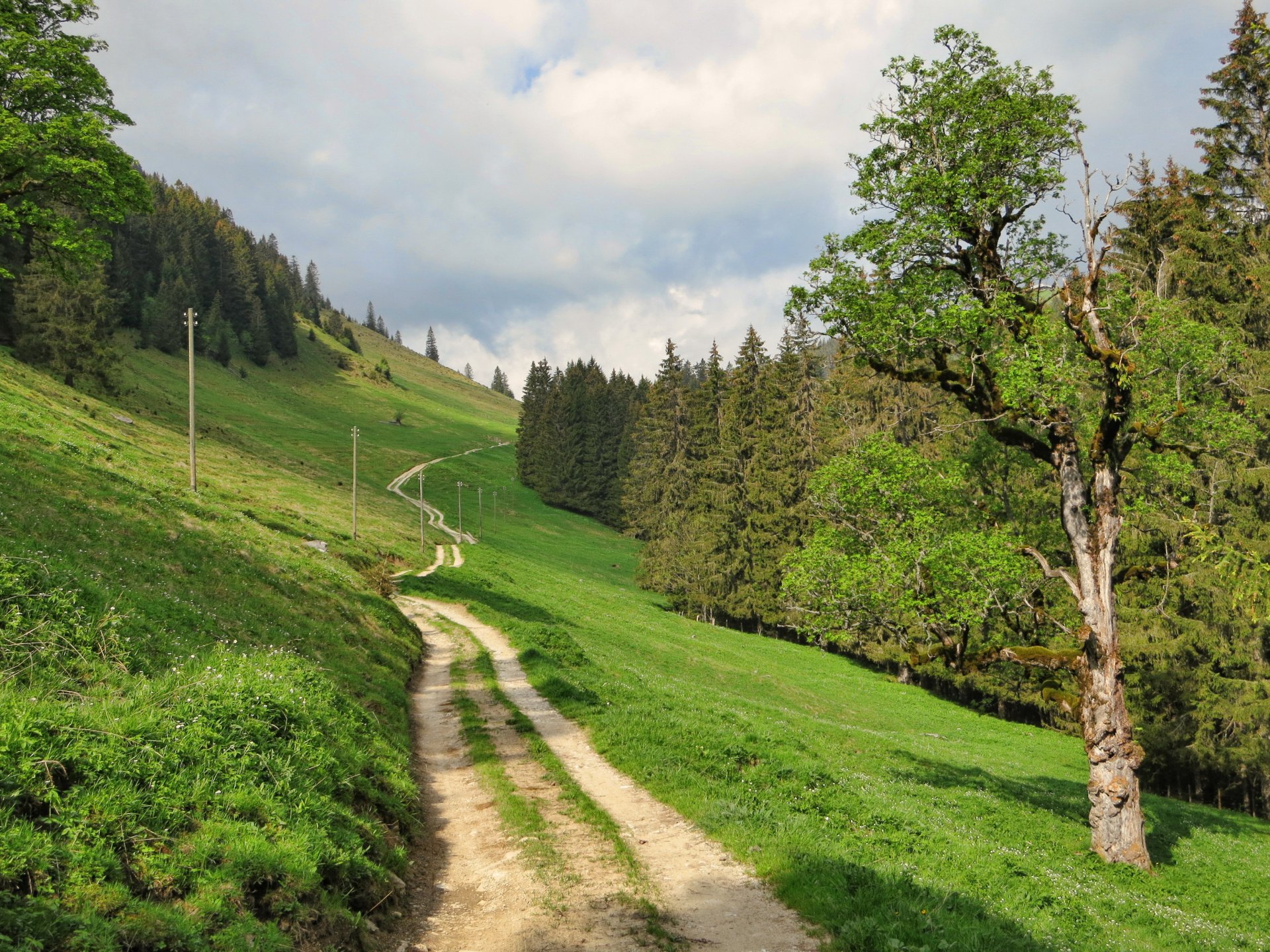 landscape switzerland road fribourg grass nature