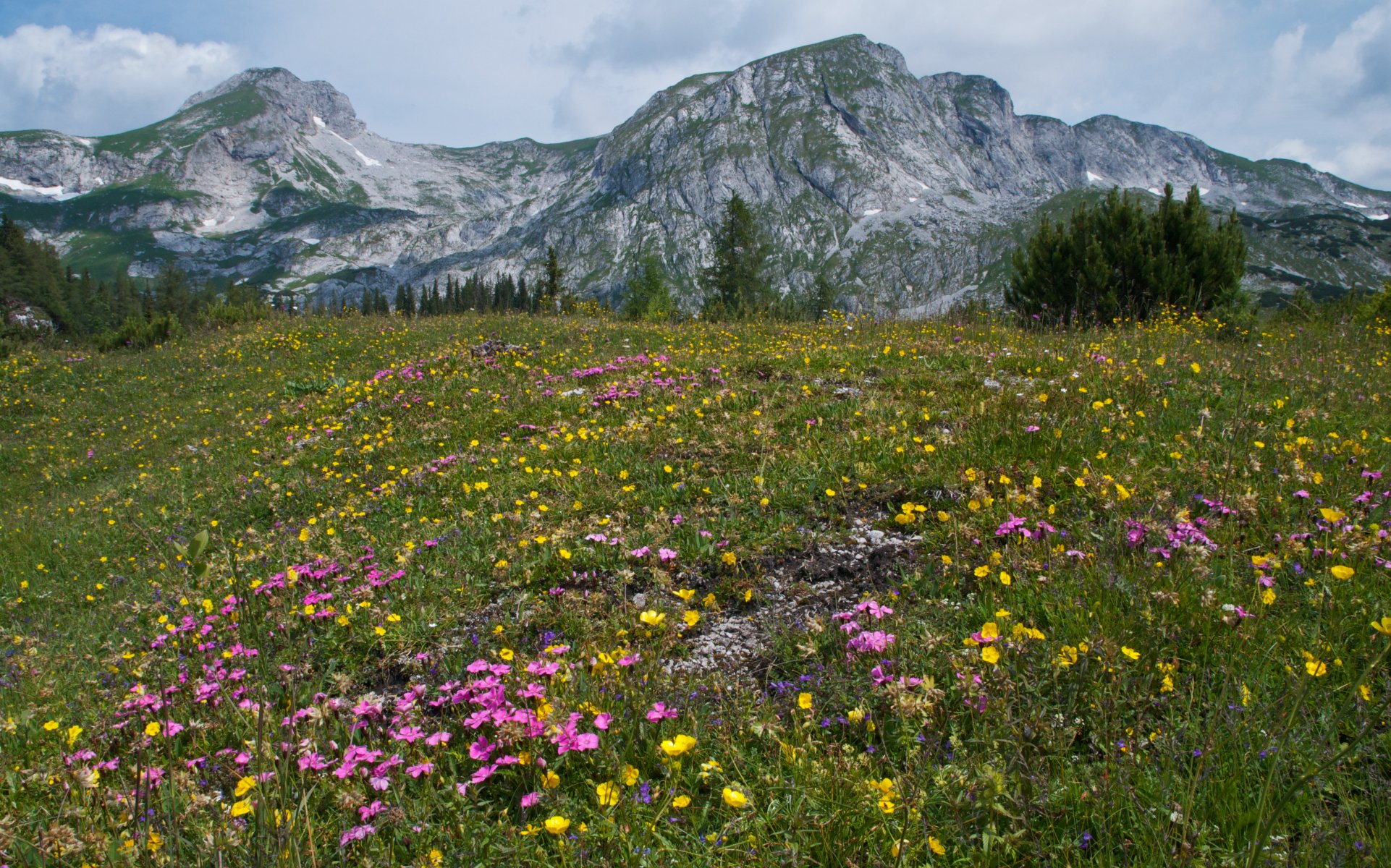 austria mountain alps summer flower grass tree