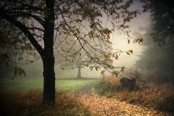 Nebliger Morgen im Park