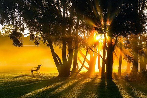 Photo of the landscape. summer. sunrise