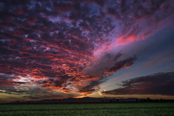 Field in the evening sunset