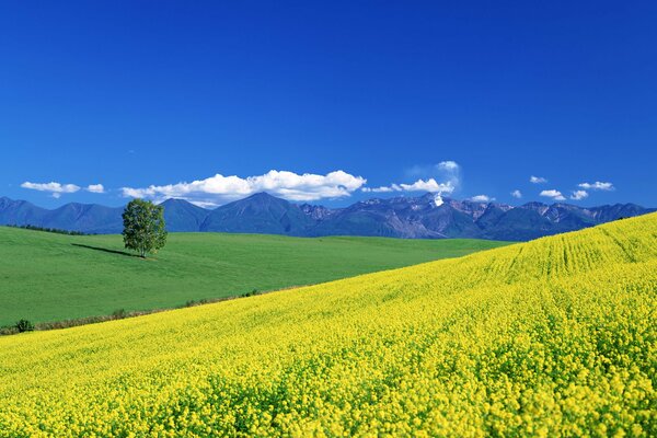 Campo de verano con flores