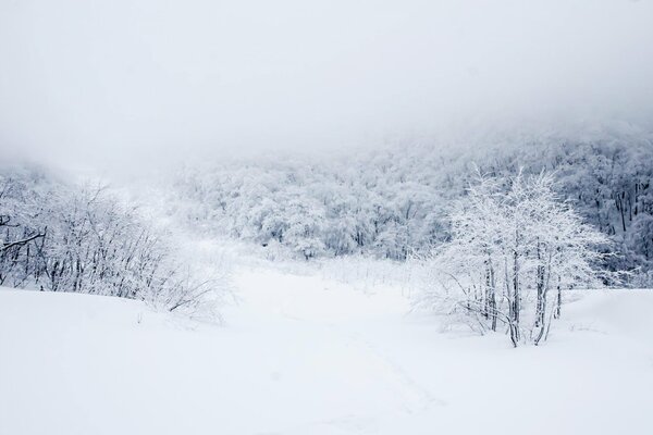 The snowy forest in winter is fascinating