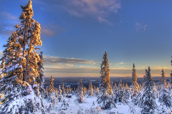 Snow-covered fir trees in the winter forest