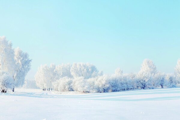 Beautiful winter forest landscape