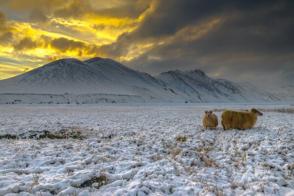 Cabras montesas en montañas nevadas