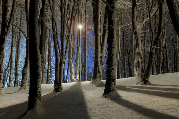 Winter night landscape in the forest