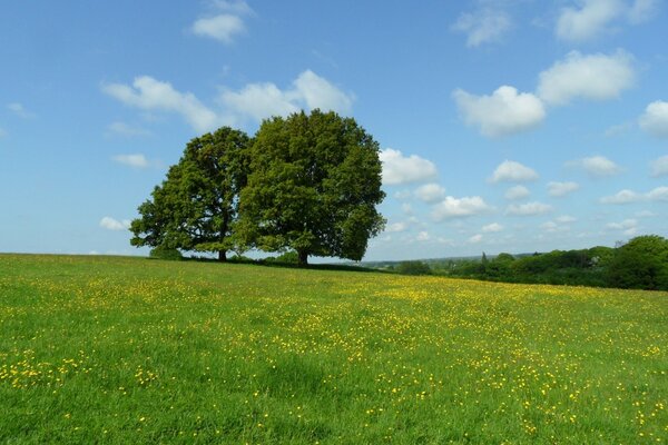 Deux arbres sur une Prairie fleurie