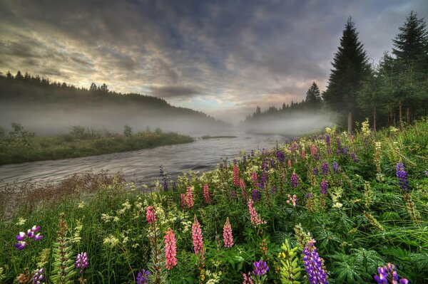 Summer forest river of Norway