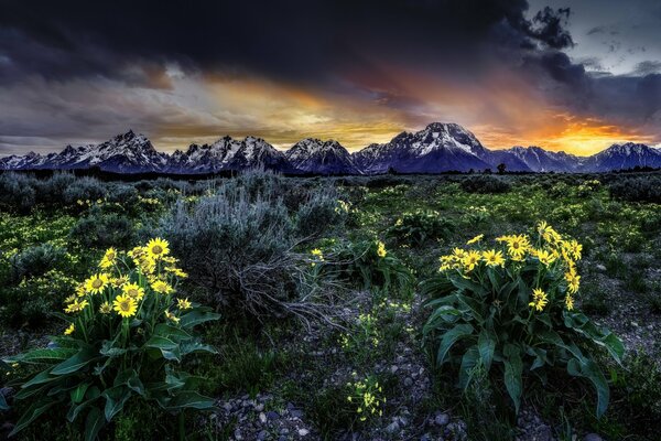 Blumen auf den Rocky Mountains