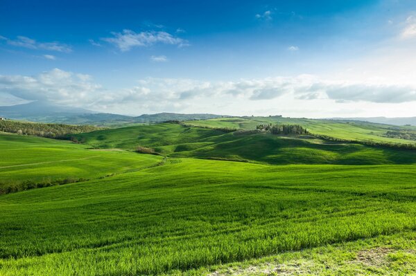 A field of green grass in the open