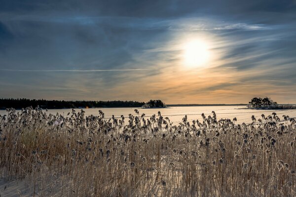 Canne secche su un lago invernale