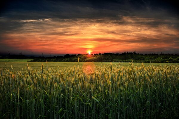 Brillante puesta de sol sobre un campo verde