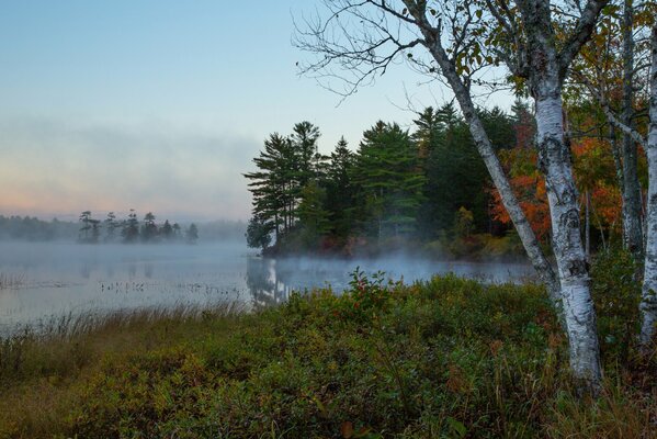 Birches on the riverbank in the fog