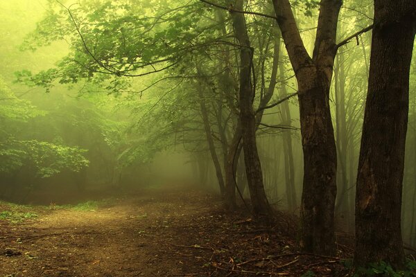 Niebla en el bosque de la mañana