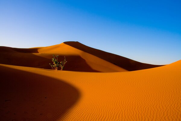 A lonely plant in the desert