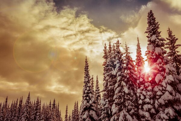 Abeti maestosi nella foresta innevata