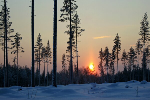 Sonnenuntergang im Winterwald