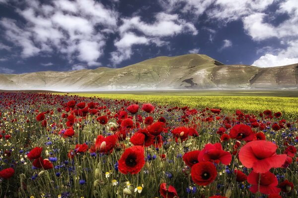 Campo de amapola en el fondo de las montañas