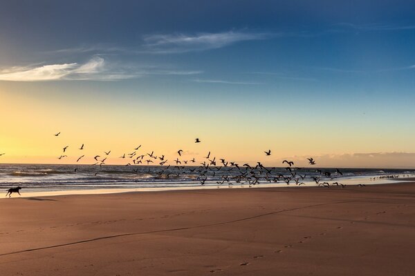 Schöner Sonnenuntergang am Meer mit einem Schwarm Vögel