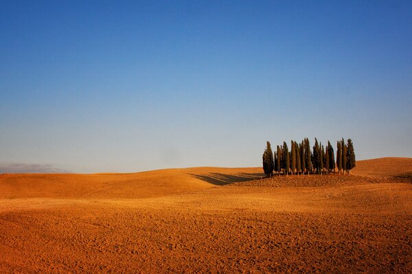 Arbres Solitaires au milieu des terres arables Italiennes