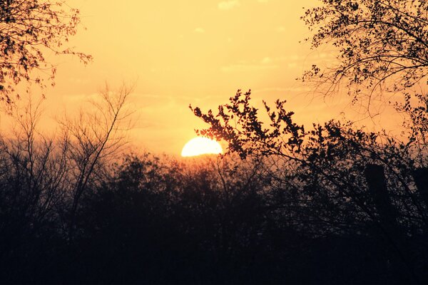 Sunset through the branches of trees