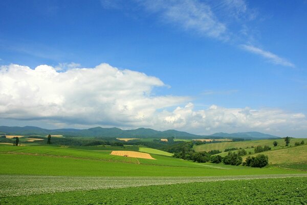 Paisaje de verano de campos verdes y cielos azules