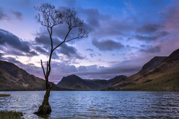 Arbre solitaire sur le lac