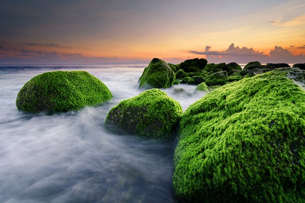 Rocce giganti ricoperte di alghe nell oceano