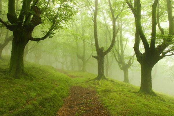 A trail in a green forest in a fog