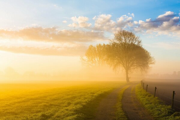 Arbre solitaire dans la brume d avant l aube