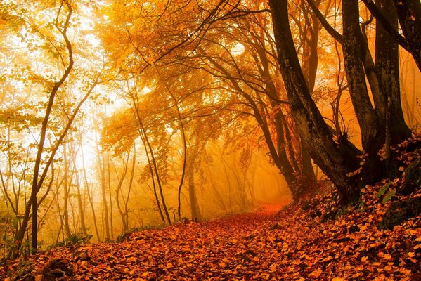 Sentiero attraverso la foresta autunnale