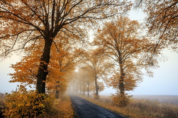 Herbst-neblige Straße am Morgen