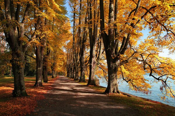 Jesienny park żółte liście krajobraz