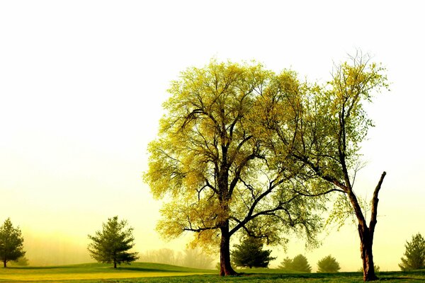 A clearing with small and large trees