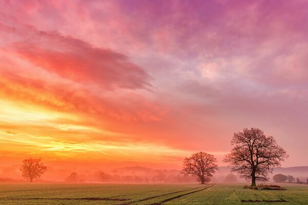 Dawn in a field with trees covered with fog