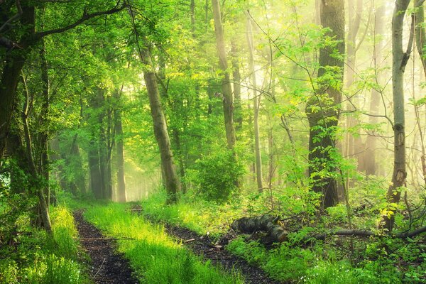 Der Weg in den öfter grünen Wald