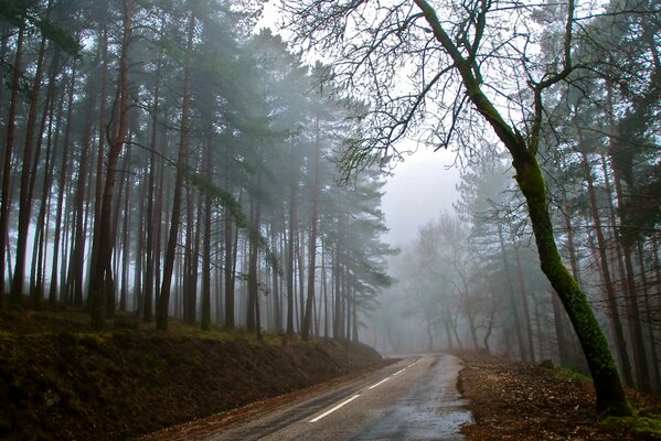 A long road in the forest fog