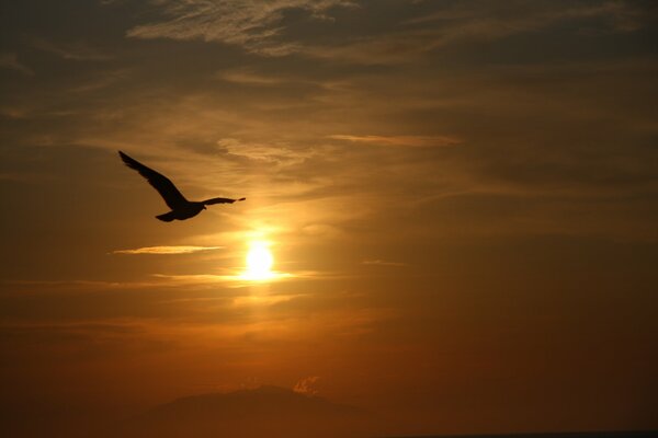 Am Himmel ein fliegender Vogel zur Sonne