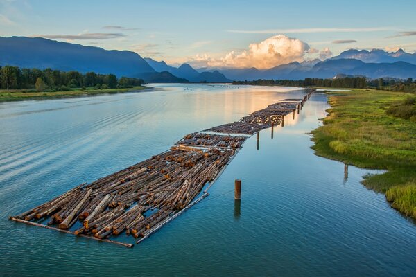 Baumstämme auf dem Wasser in British Columbia. Wald und Berge am Horizont