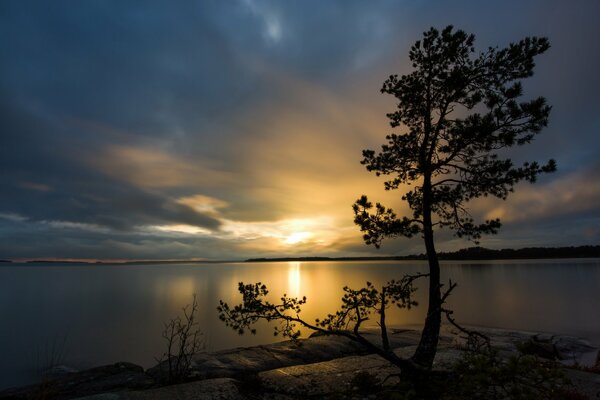 Pino al tramonto vicino all acqua