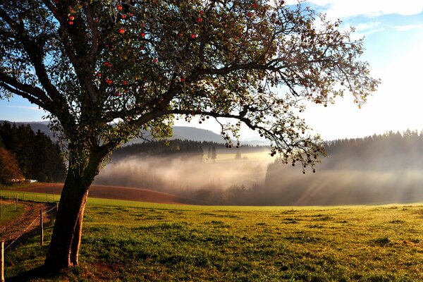 An apple tree in the forest. The end of summer