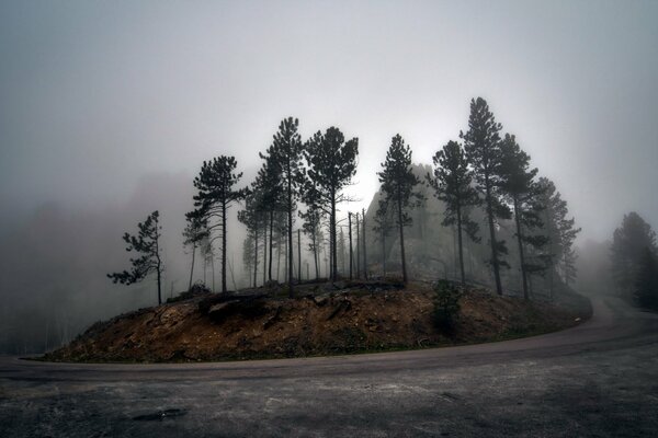 Teuer durch den Wald im Nebel