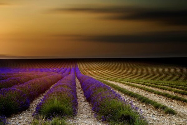 Champ de lavande. beau coucher de soleil