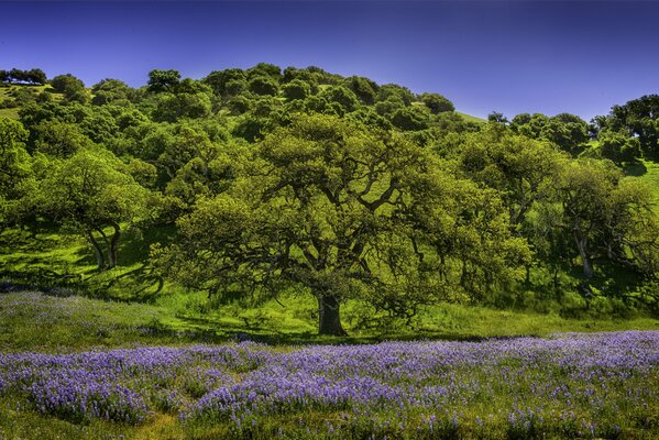 A clearing with lilac flowers at the foot of the mountain